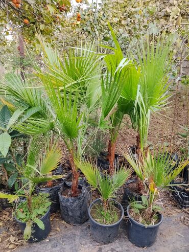 Ağaclar: Bağ bitkiləri – dekorativ ağac və kol sortları - Tulpan Maqnoliya — 7