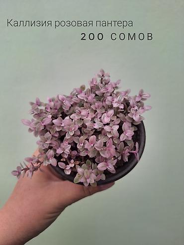 Комнатные растения: 💚 Комнатные растения (детки/молодые растения). 🪴 Названия и цены — 7