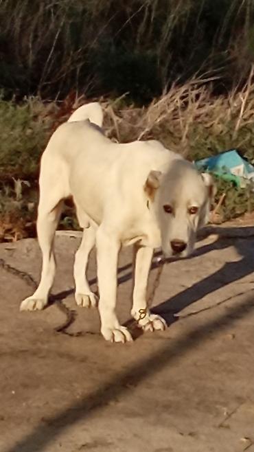 american bully qiymeti: Alabay, 1 il, Erkək, Peyvəndli, Rayonlara çatdırılma — 5