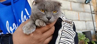 кошка вислоухая серая: Скотиш Фолд (Шотландская вислоухая), 1 год, Мальчик, Голубой, Приучена к лотку — 1