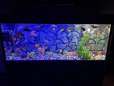 Akvariumlar: Продается аквариум 2 м с рыбами все вместе рыбы декор и — 8