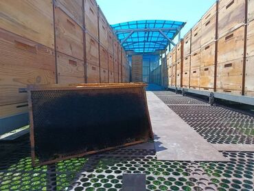 с бизнесом: Суш рута.Темноватая под мед .Количество 250-300 штук.80 сомов за