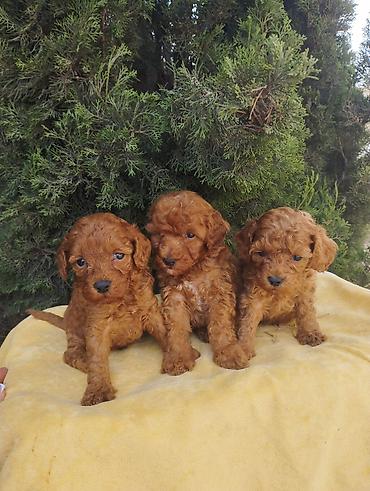 pudel mini: Pudel, 2 ay — 5