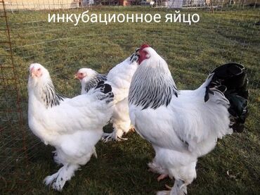 Животные: Продается инкубационное яйцо светлой брамы, родительское стадо