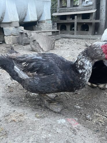 Digər quşlar: Lal ordek xoruz