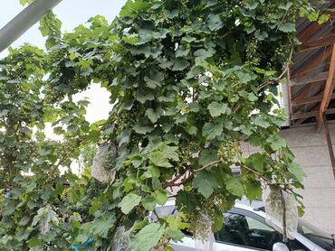 Продажа домов: Дом, 4 м², 4 комнаты, Собственник at lalafo.kg — 6 Продажа домов: Дом, 4 м², 4 комнаты, Собственник — 6