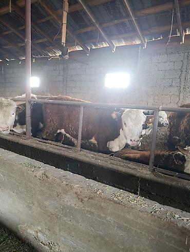 Коровы, быки: Продаю | Бык (самец) | Герефорд | На откорм | Племенные — 23