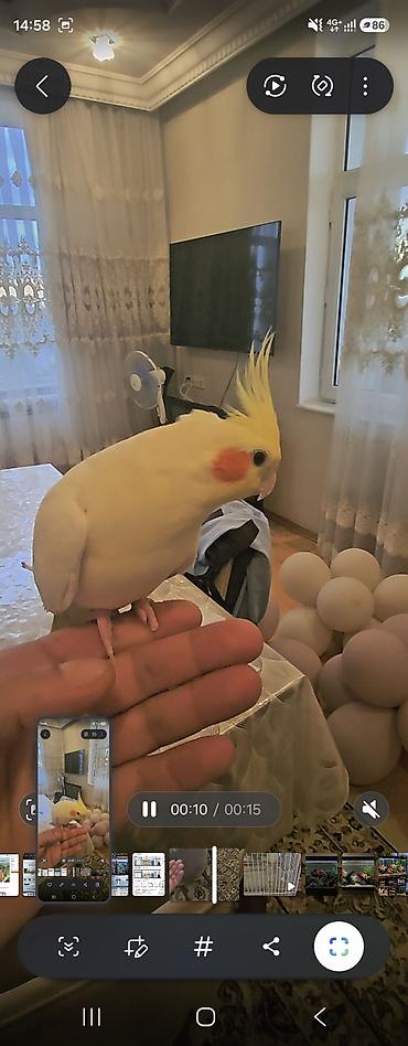 gence quşlar: Növ: Nimfa tutuquşusu (Cockatiel) Rəng: Açıq sarı/krem, yanaqlarda — 2