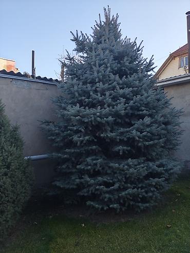 Ель голубая (Picea pungens ‘Glauca’) для ландшафта - Порода: ель