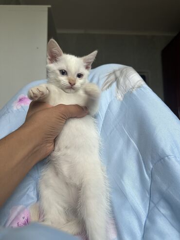 цена вислоухой кошки: 2 месяца, Мальчик, Белый, Метис