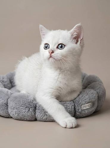 Продажа кошек: Скотиш Страйт (Шотландская прямоухая), 4 месяца, Девочка, Серебристая шиншилла — 3