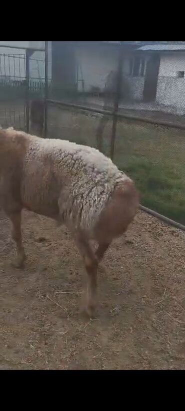 Бараны, овцы: Продаю | Овца (самка), Ягненок, Баран (самец) | Гиссарская, Арашан | На забой, Для разведения, Для шерсти — 7