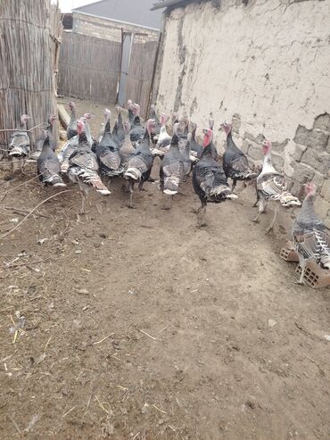 Hinduşka: Salam aleykum Bu ilki hinduskalardir kentde yetisdirilib tebii — 10