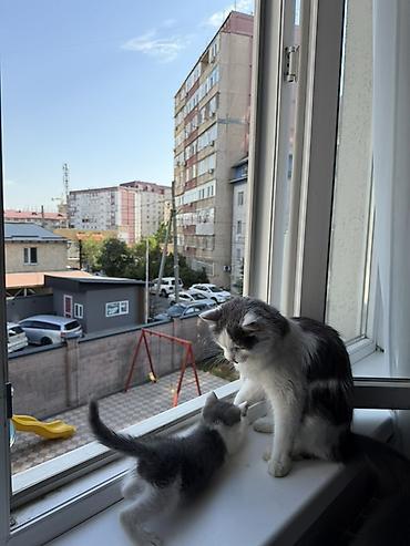 вязка кот: Шотландские вислоухие кошки (Scottish Fold) - Окрас: бело-серый — 1