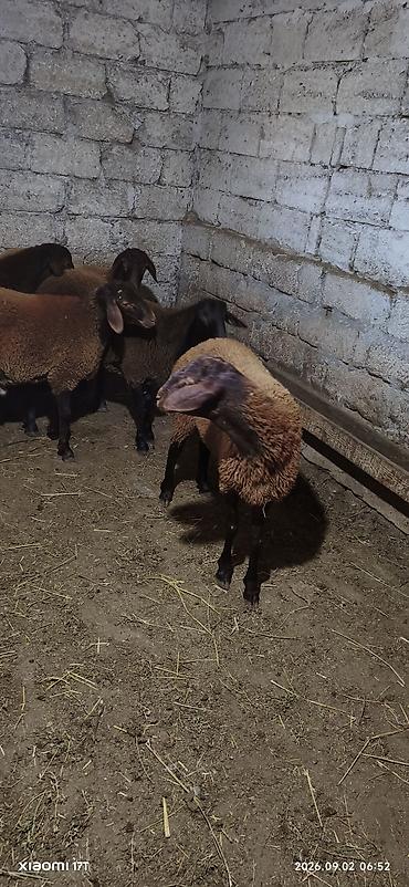heyvan satisi: Erkey quzular satılır öz heyvanlarmın balasıdı sağlam problemsiz — 1