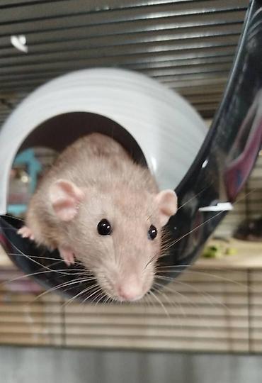 Крысы: Привет друзья !! У нас родились красивые крысята.Друзья в питомнике - — 26