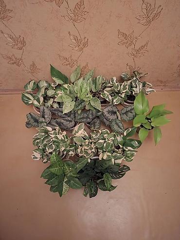 Сингониумы: Коллекция комнатных растений — подборка декоративно-лиственных — 33