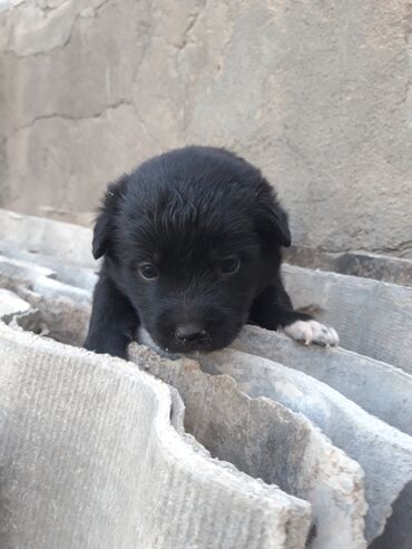 Toyuqlar: Məhsul: Zvanok balaları - Sevimli zvanok balaları şəkillərdədir -da lalafo.az — 4 Toyuqlar: Məhsul: Zvanok balaları - Sevimli zvanok balaları şəkillərdədir — 4