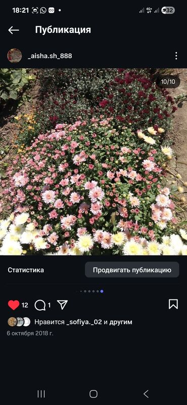 фасадные панели с утеплителем бишкек: Декоративное растение хризантема, выращенное в горшке. Представлены