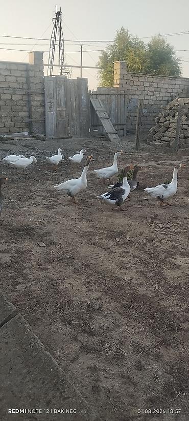 Qazlar: Qaz sürüsü – yerli - Növ: ev qazı, yerli qarışıq cinslər - Rənglər — 7