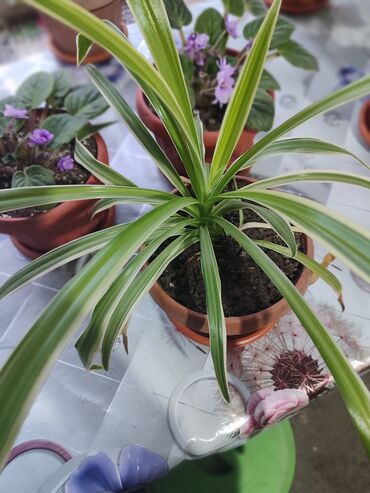 Хлорофитумы: Продаю комнатные цветы Сансевиерия-250сом (тещин язык ) Хлорофитум — 11