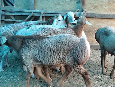 отдам животных в хорошие руки: Продаю | Баран (самец) | Гиссарская, Арашан | На забой — 6