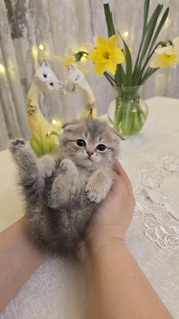 Pişiklər: Şotland — 7