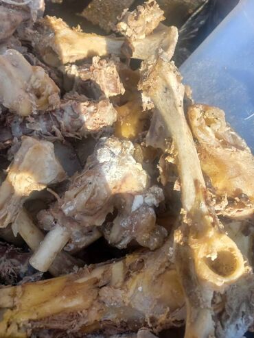 шотландская короткошерстная кошка: Кости для собак. варёные без соли и без специй. всегда свежие, есть