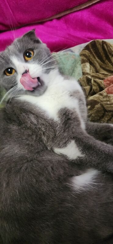 купить кошку вислоухий: Скотиш Фолд (Шотландская вислоухая), 1 год, Девочка, Биколор, Приучена к лотку