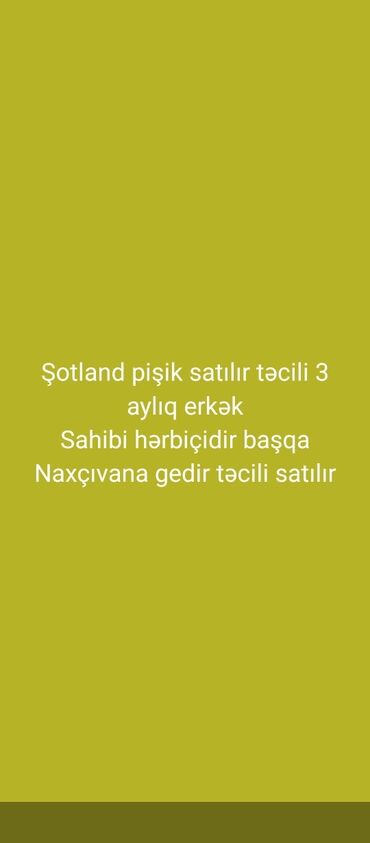 pişik yuva: Şotland, Erkək