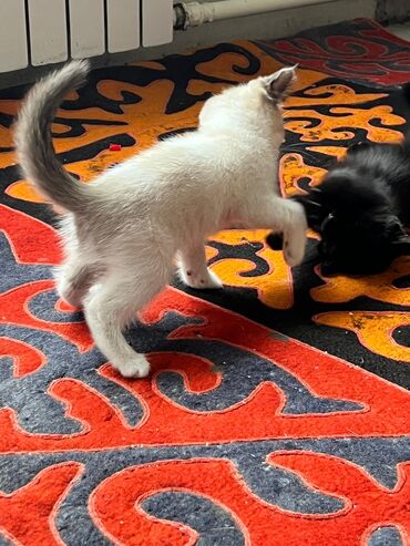 ветеринар токмок: Отдам в добрые руки двух котятможно раздельно .привиты. котята от