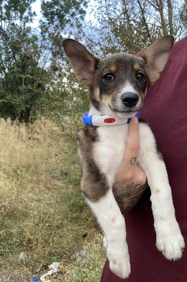 продам щенков таксы: 🐕Малышка с длинными ушками🐕 Малышке около 2-3 месяцев, будет