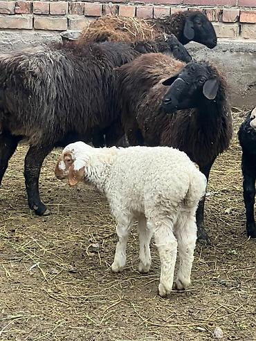 Баран, овца: Продаю | Овца (самка) | Для разведения | Матка — 2