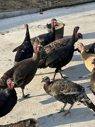 Птицы: 9 самок и 5 петухов 
Молодые крупные — 12