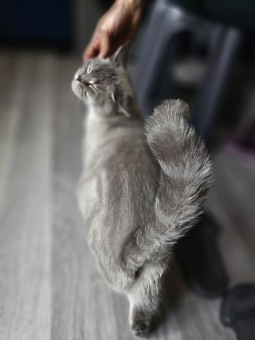 Pişiklər: Britan — 4