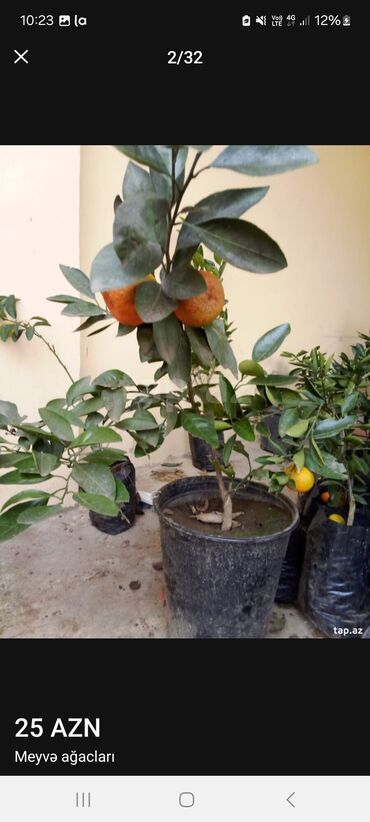 Tinglər: Müxtəlif dekorativ və meyvə ağaclarının tingləri. • Xurma-narıngi — 2