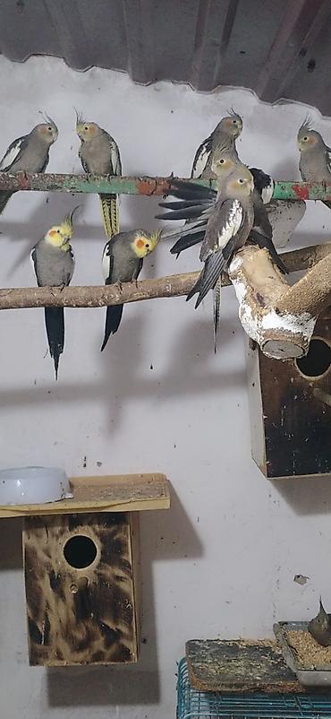 Nimfa (Cockatiel) tutuquşuları – müxtəlif rənglərdə populyasiya -