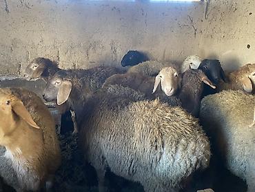 Баран, овца: Продаю | Баран (самец) | Гиссарская, Арашан | Для разведения, На забой | Осеменитель — 2