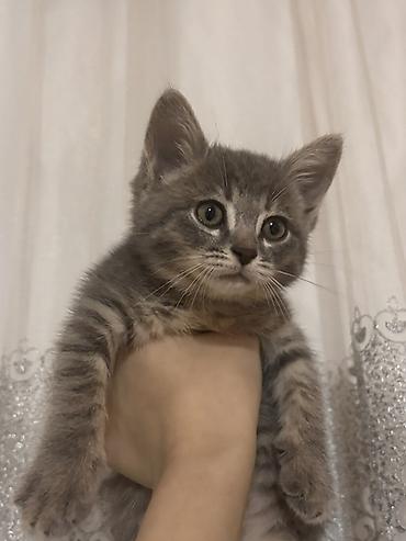 heyvanların sexsi: Tabbi, Dişi — 2