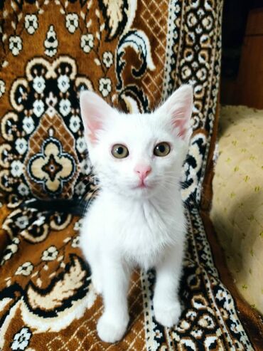 сиамский котенок: Отдается даром в добрые руки котенок. Звонить по номеру телефона