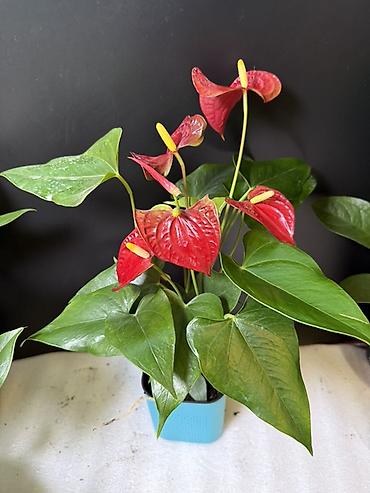 Антуриумы: Антуриум (Anthurium andreanum) в горшке - Компактное комнатное — 1