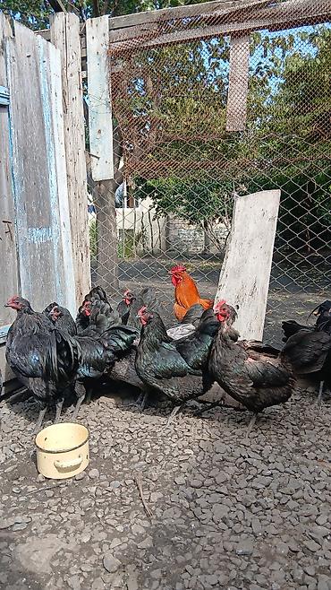 sirin pisik səkilləri: Toyuq, Australorp, Damazlıq — 4