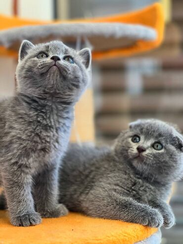 Продажа кошек: Скотиш Фолд (Шотландская вислоухая), 2 месяца, Девочка, Серый, Приучена к лотку, Проглистована, С прививками