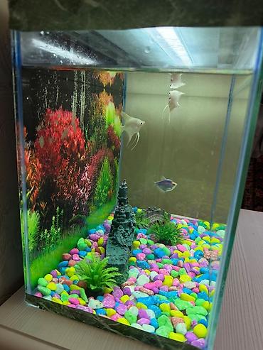 naxa balığı qiyməti: Dördbucaq akvarium, Boş, 24 l — 2