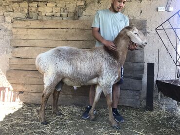 купить овец: Сатам | Кочкор (эркек) | Арашан | Көбөйтүү үчүн | Асыл тукумдуу, Жасалма жол менен боозутуу