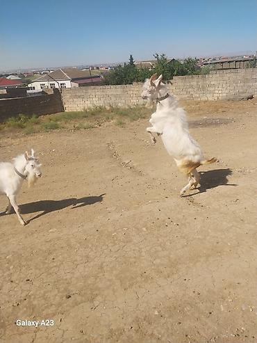 hələp kecisi: Məhsul: Ağ rəngli keçilər (2 baş) Təsvir: - Şəkillərdə görünən ağ — 2