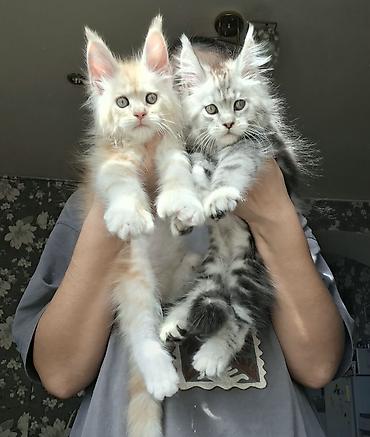 кошка породы мейн кун: ✨ Шикарные котята-полидакты ✨ В продаже очаровательные — 6