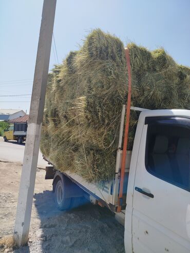 продажа щенков немецкой овчарки в бишкеке с документами: Тоо чоп доставка мн 240 сом