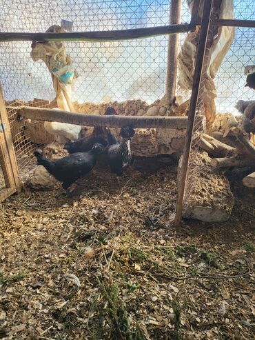 Digər quşlar: Kəkilli kənd fərələri 4 aylıq 10 ədəd 19 manatadi fərələr 12 manat — 7