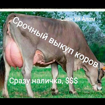 Срочный выкуп высокодойных коров с гарантией. Расчёт наличка, дорого